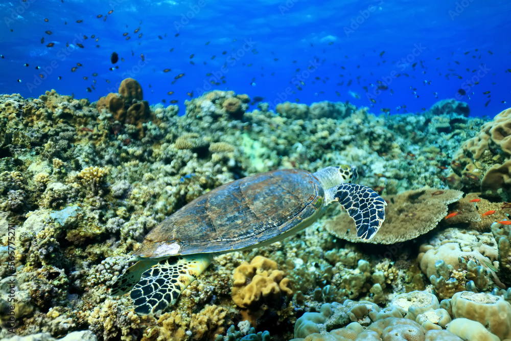 big sea turtle underwater photo, fish clingers, symbiosis ecosystem big sea turtle underwater photo, fish clingers, symbiosis ecosystem