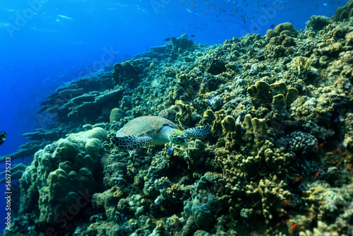 big sea turtle underwater photo  fish clingers  symbiosis ecosystem