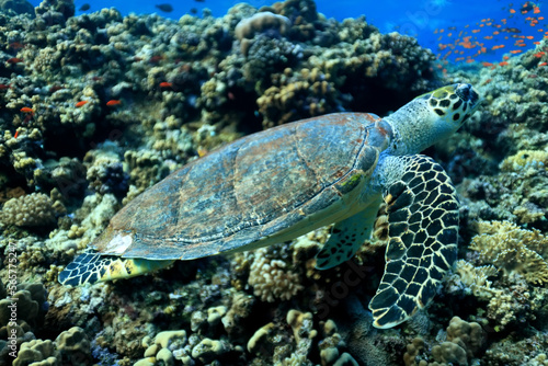big sea turtle underwater photo  fish clingers  symbiosis ecosystem