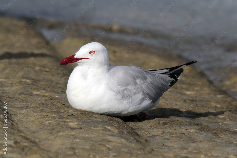Silver gull seagull bird sitting on a boat ramp next to the ocean Silver gull seagull bird sitting on a boat ramp next to the ocean
