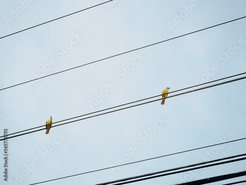 aves en tendido eléctrico con cielo azul en otoño 
