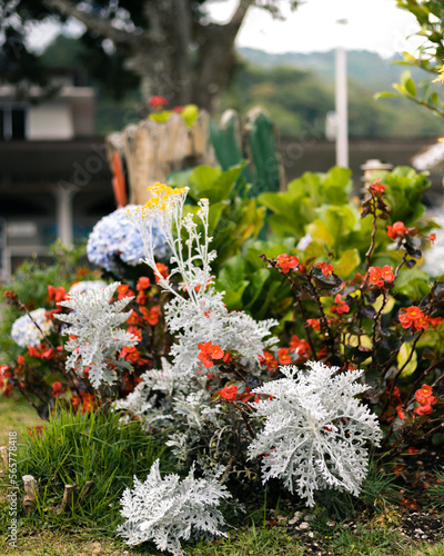 huerta de flores celestes, rojas y blancas y diferentes tamaños colores en invierno en Panamá 