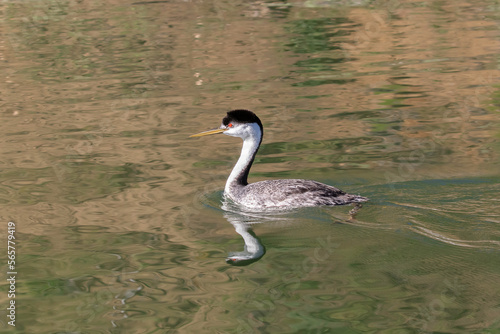 Western Grebe