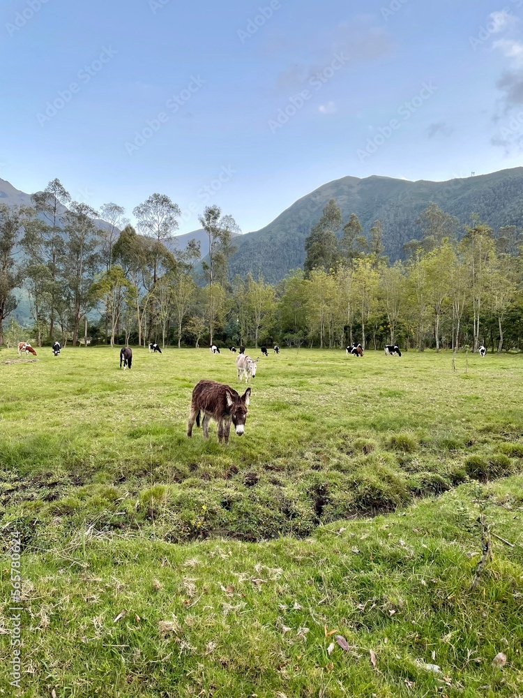 Fototapeta premium donkey on the meadow