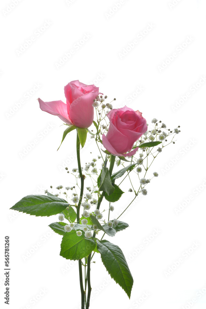 Pink roses on a white background　