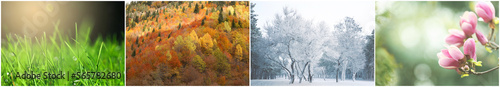 Four seasons. Collage design with beautiful photos of nature #565782680