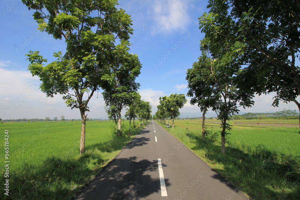 photo of asphalt road with trees, green paddy field beside and cloudy blue sky above