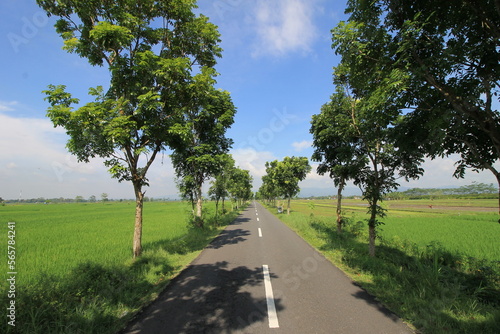 photo of asphalt road with trees, green paddy field beside and cloudy blue sky above