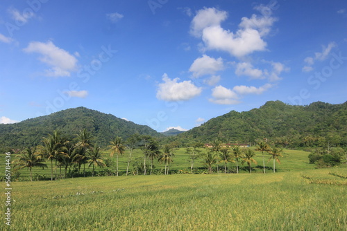 photos of views of rice fields, trees, hills, and cloudy blue skies
