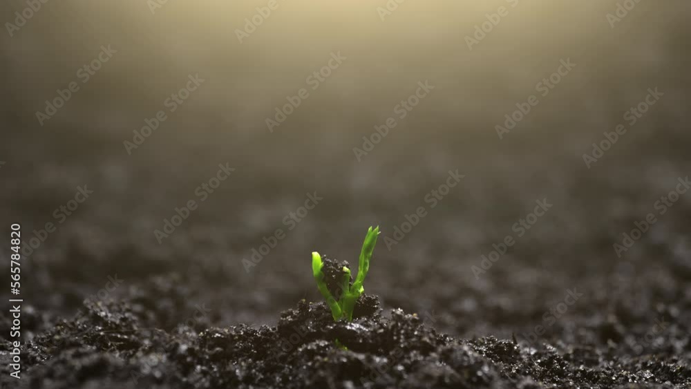 Growing Pea Plant in Time Lapse. Sprout Germination From Seed in Soil