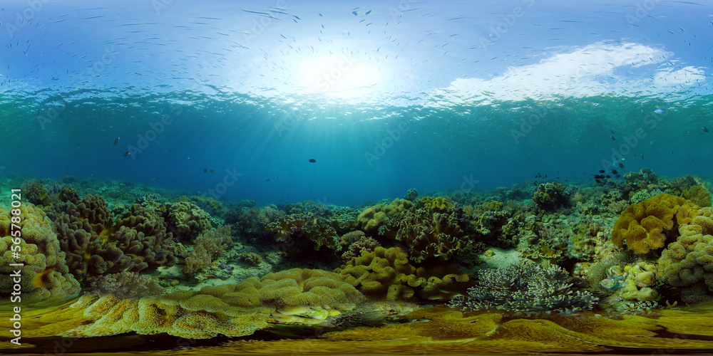 Coral reef underwater with fishes and marine life. Coral reef and tropical fish. Philippines. Virtual Reality 360.