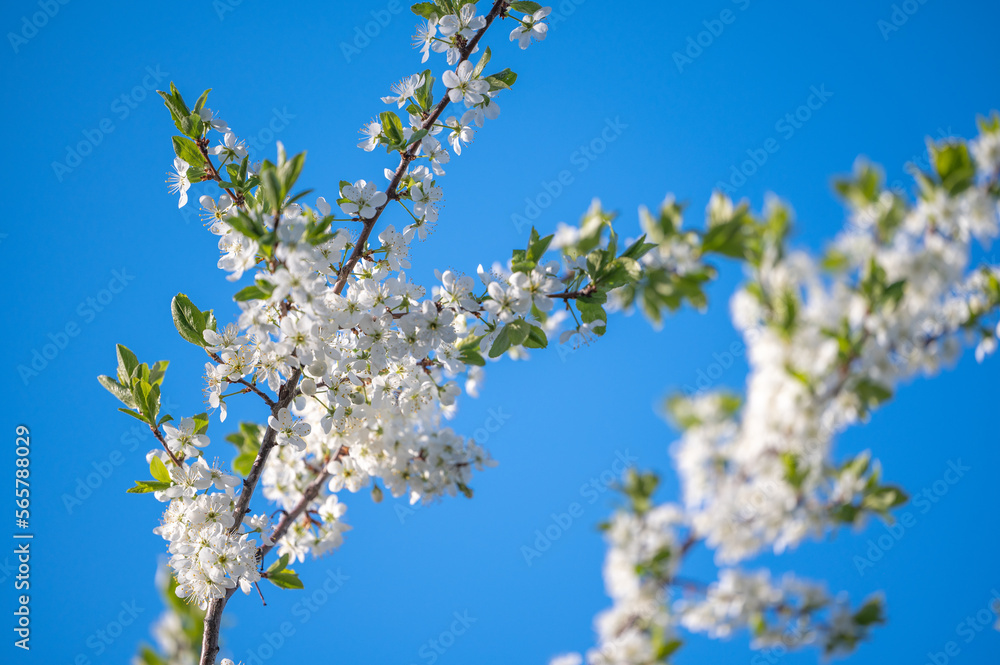 Spring Blooming. Spring blossom background. Beautiful nature scene with blooming tree and sun flare. Abstract blurred background. Springtime Spring Blooming. Spring blossom background. Beautiful nature scene with blooming tree and sun flare. Abstract blurred background. Springtime
