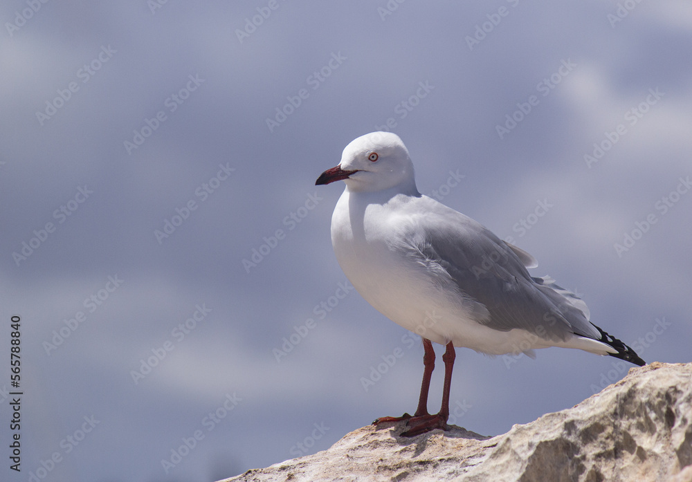 seagull on the rock seagull on the rock
