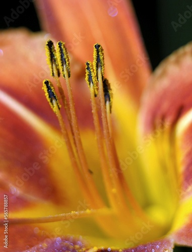 closeup of a flower