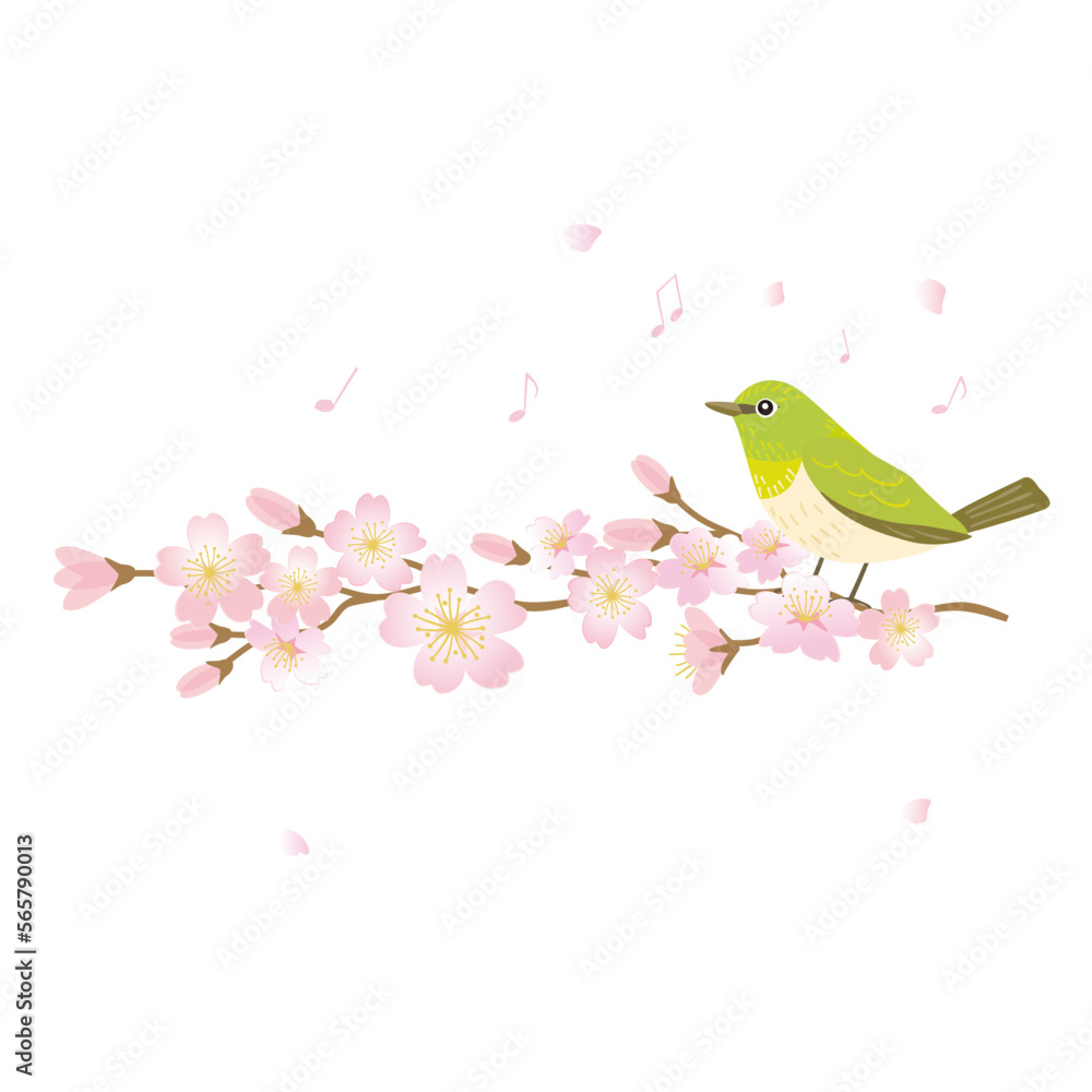 Illustration of white-eye bird and cherry blossom branch, spring wild bird, hand-drawn vector illustration.
