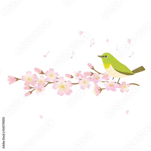 Illustration of white-eye bird and cherry blossom branch  spring wild bird  hand-drawn vector illustration.