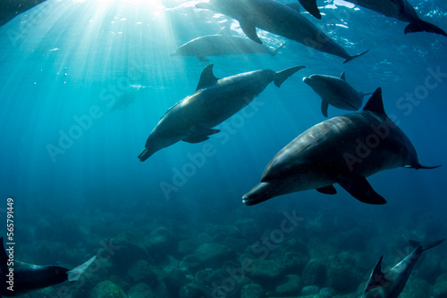 wild dolphins underwater © 敏治 荒川