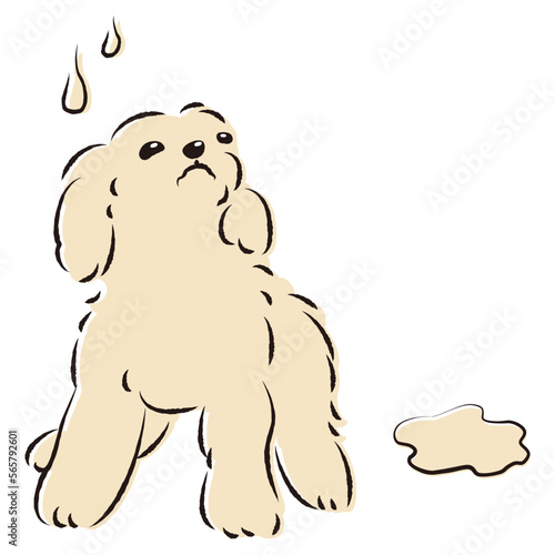 おしっこをして困った表情の犬（トイレのしつけ）