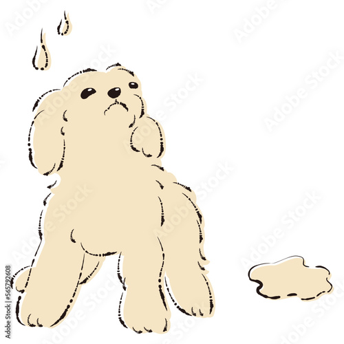 おしっこをして困った表情の犬（トイレのしつけ）