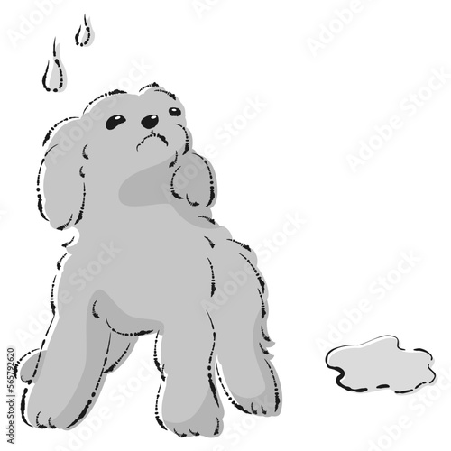 おしっこをして困った表情の犬（トイレのしつけ）