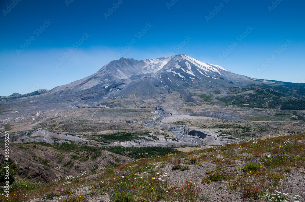 Mt. St. Helens and wild flowers