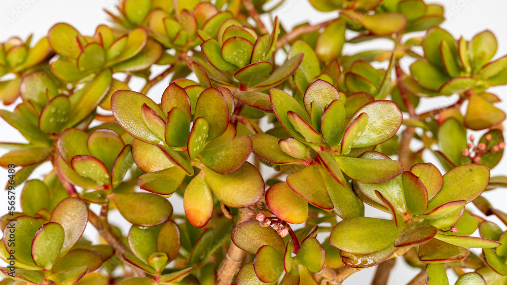 Crassula ovata Hummel's sunset jade plant closeup Crassula ovata Hummel's sunset jade plant closeup