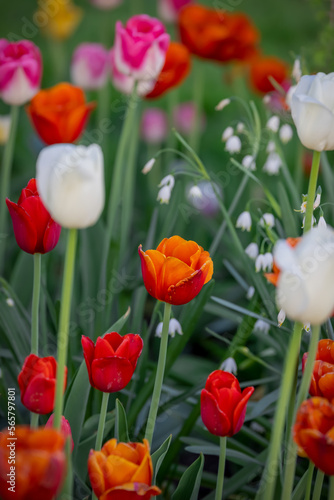 Close up view of red Tulip flowers in the garden  Selective focus.