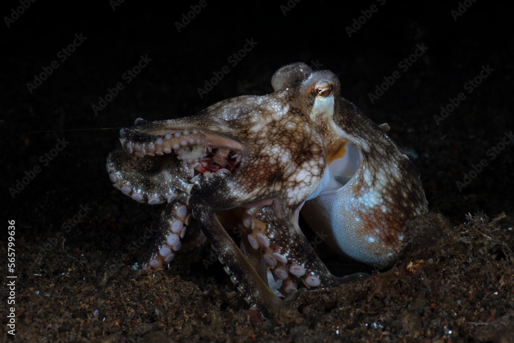 Coconut Octopus - Amphioctopus marginatus at night. Sea life of Tulamben, Bali, Indonesia.