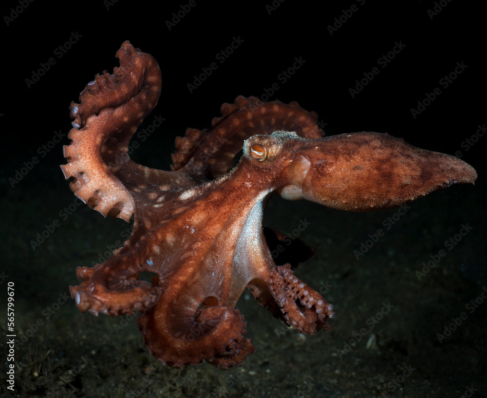 Incredible Underwater World - Starry night octopus - Callistoctopus luteus. Diving and underwater photography. Tulamben, Bali, Indonesia.