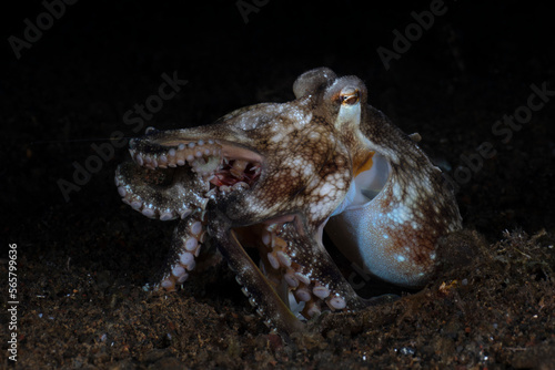 Coconut Octopus - Amphioctopus marginatus at night. Sea life of Tulamben  Bali  Indonesia.