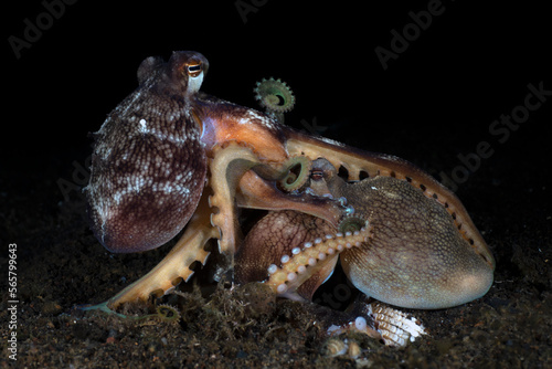 Extremely rare photo of mating of Coconut Octopuses - Coconut Octopus - Amphioctopus marginatus at night. Underwater world of Tulamben  Bali  Indonesia.
