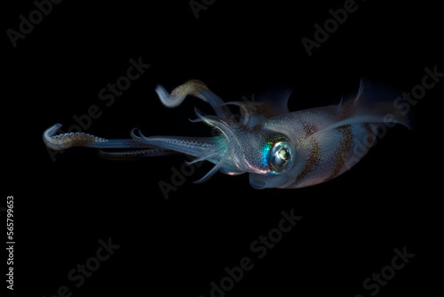 Bigfin Reef Squid - Sepioteuthis lessoniana hunts at night. Underwater life of Tulamben  Bali  Indonesia.