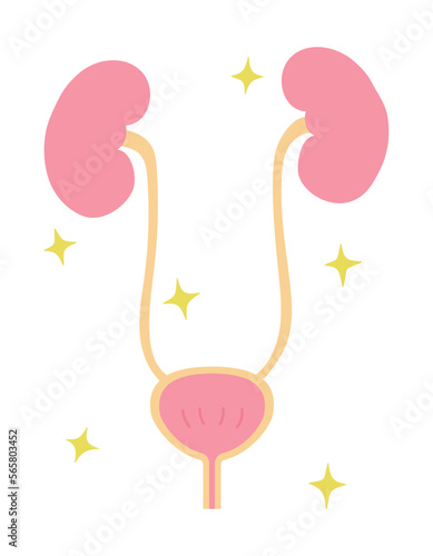 健康な腎臓と膀胱のシンプルなイラスト