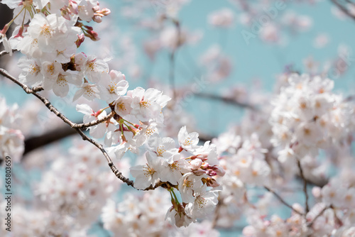 Japanese Cherry Blossoms 
