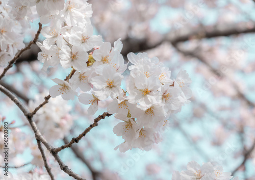 Japanese Cherry Blossoms 