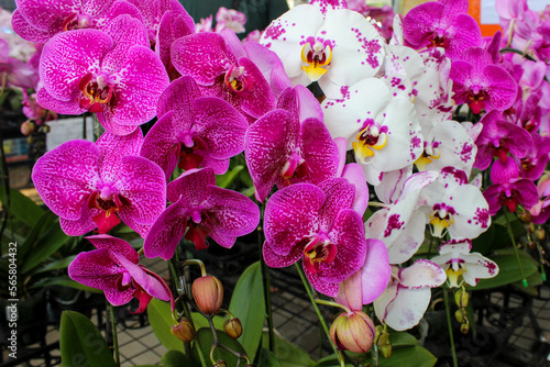 white and pink moon orchid flowers or puspa pesona, scientific name Phalaenopsis amabilis photo