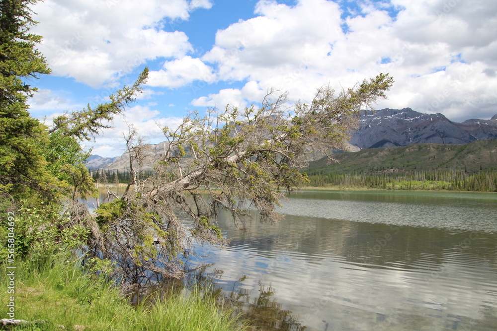 Tree Over The Lake, Jasper National Park, Alberta Tree Over The Lake, Jasper National Park, Alberta