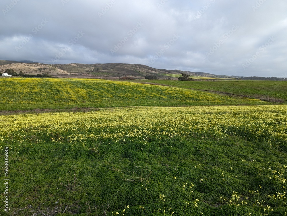 Half Moon Bay farmland, farm field landscape, wildflower farm field, Half Moon Bay coastal farm field