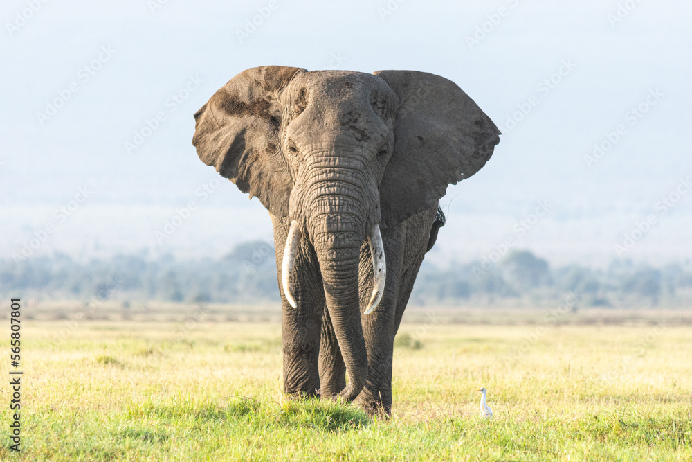 Obraz premium Elephant in Kenya