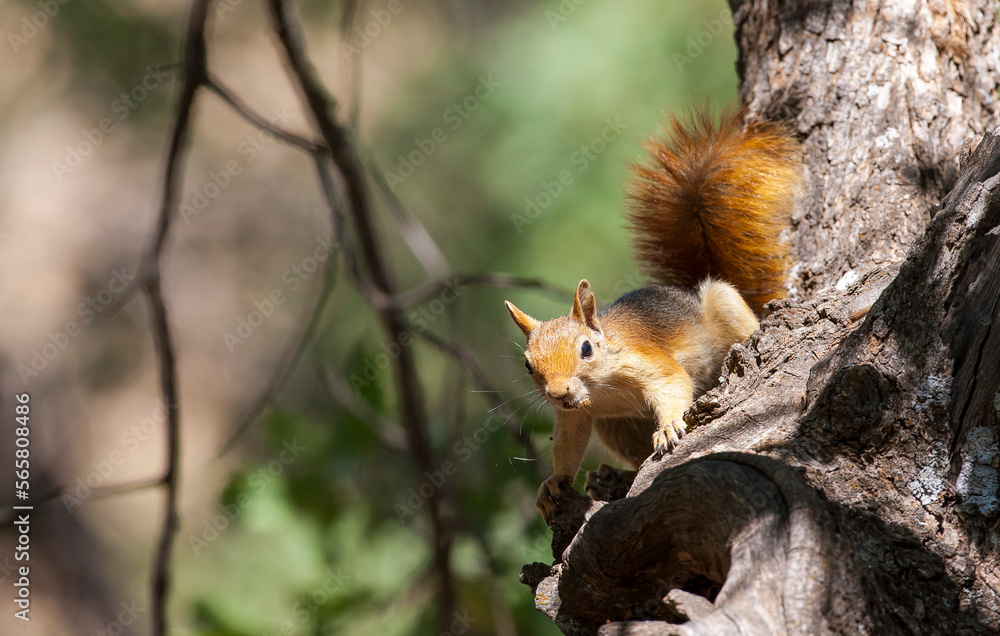 Caucasian Squirrels (Sciurus anomalus) are lives at the forest of Mazidagi district of Mardin. They usually nest in the hollows of old trees, acorn trees are a very good shelter for them.