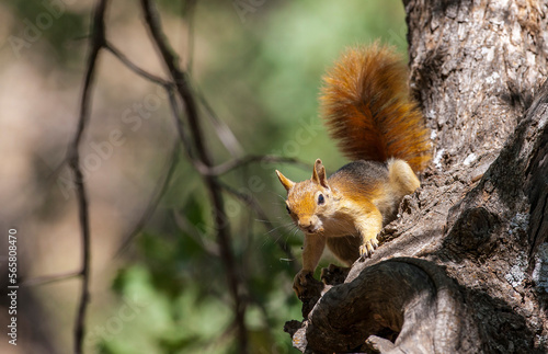 Caucasian Squirrels (Sciurus anomalus) are lives at the forest of Mazidagi district of Mardin. They usually nest in the hollows of old trees, acorn trees are a very good shelter for them. © selim