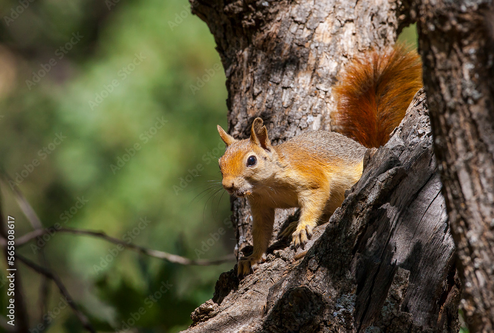 Caucasian Squirrels (Sciurus anomalus) are lives at the forest of Mazidagi district of Mardin. They usually nest in the hollows of old trees, acorn trees are a very good shelter for them. Caucasian Squirrels (Sciurus anomalus) are lives at the forest of Mazidagi district of Mardin. They usually nest in the hollows of old trees, acorn trees are a very good shelter for them.