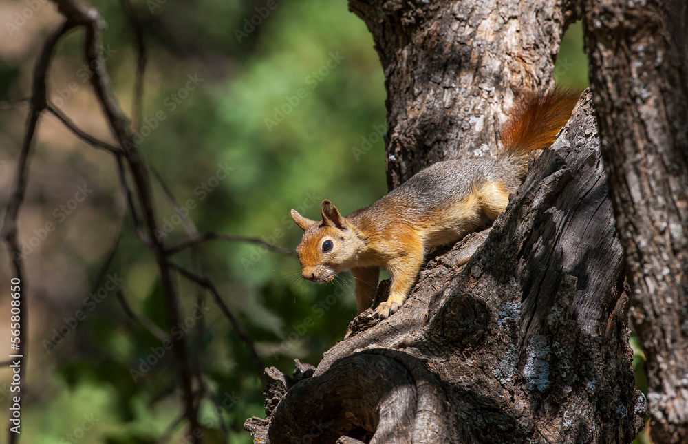 Caucasian Squirrels (Sciurus anomalus) are lives at the forest of Mazidagi district of Mardin. They usually nest in the hollows of old trees, acorn trees are a very good shelter for them. Caucasian Squirrels (Sciurus anomalus) are lives at the forest of Mazidagi district of Mardin. They usually nest in the hollows of old trees, acorn trees are a very good shelter for them.
