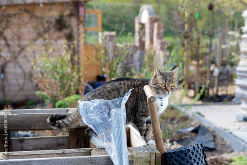 Wallpaper Mural cat are controlling the construction of a raised bed in the garden  Torontodigital.ca