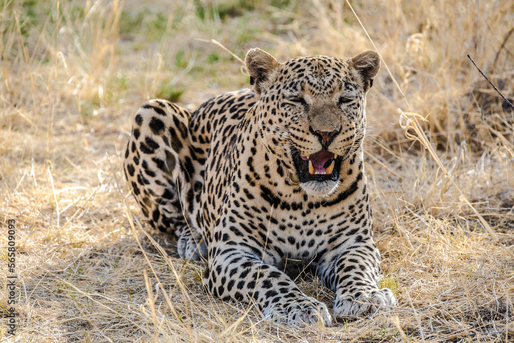 Leopard in Namibia national parks