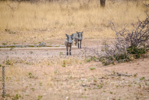 Warthogs in Namibia national park