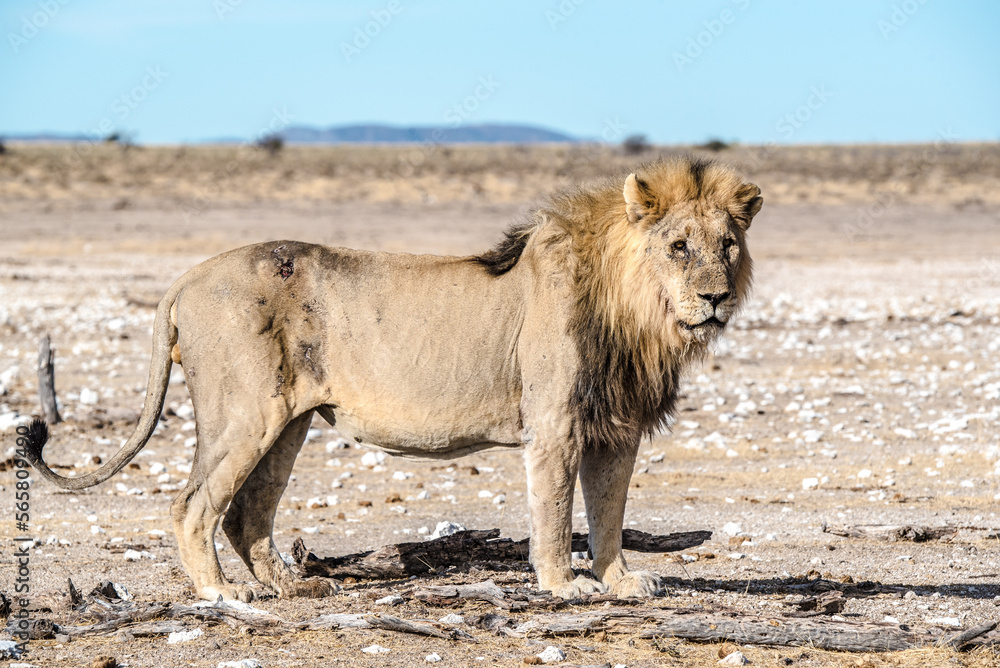 Lions in Etosha National Park in Namibia Lions in Etosha National Park in Namibia