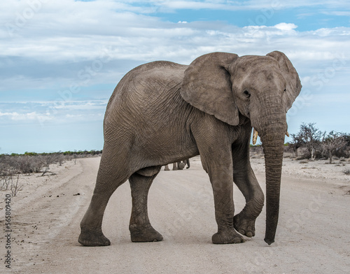 Elefant im Etosha Nationalpark in Namibia