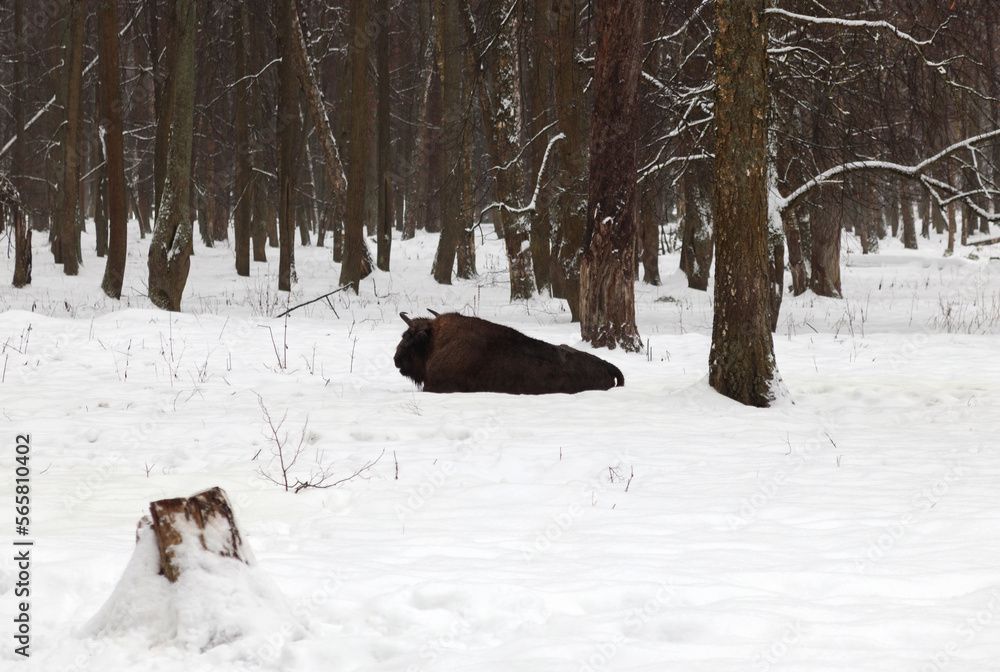 An auroch lies in the winter forest An auroch lies in the winter forest