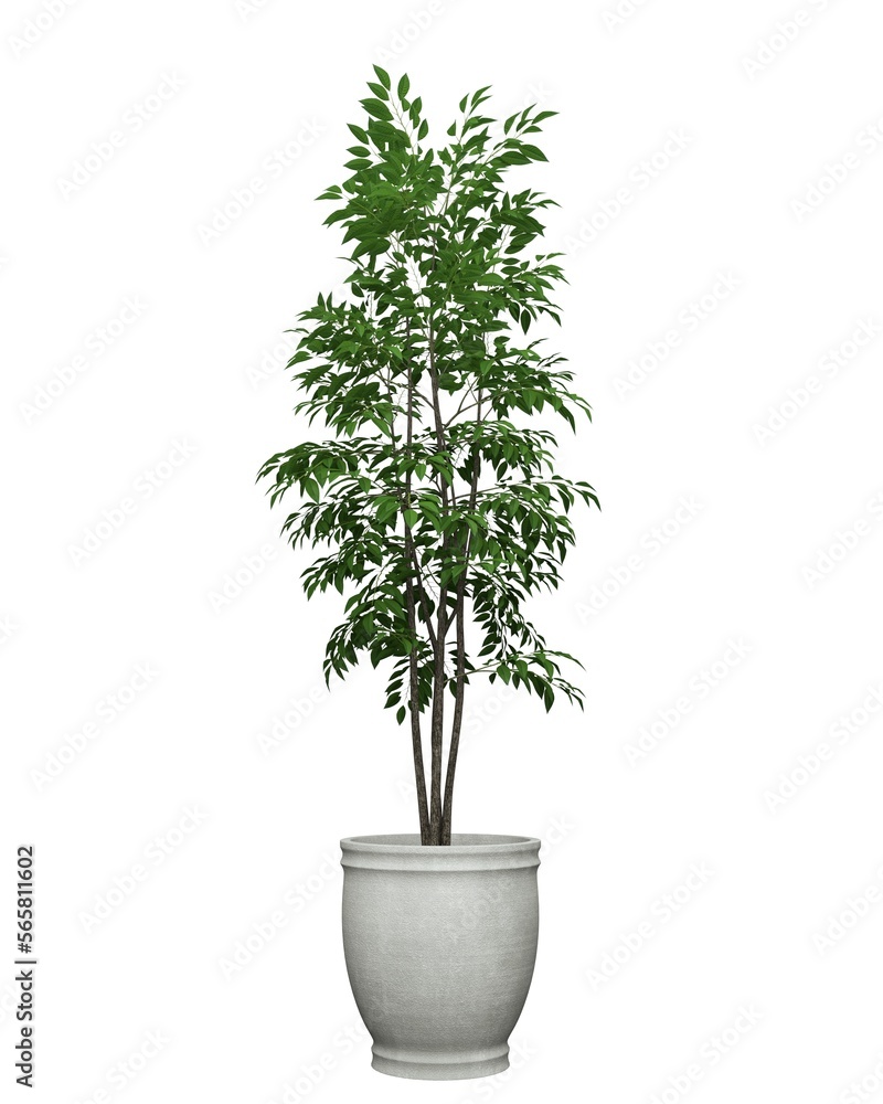 3D realistic vector icon illustration potted plants for the interior.Use as Indoor Plants for interior. Isolated on white background.3D Rendering. 3D realistic vector icon illustration potted plants for the interior.Use as Indoor Plants for interior. Isolated on white background.3D Rendering.